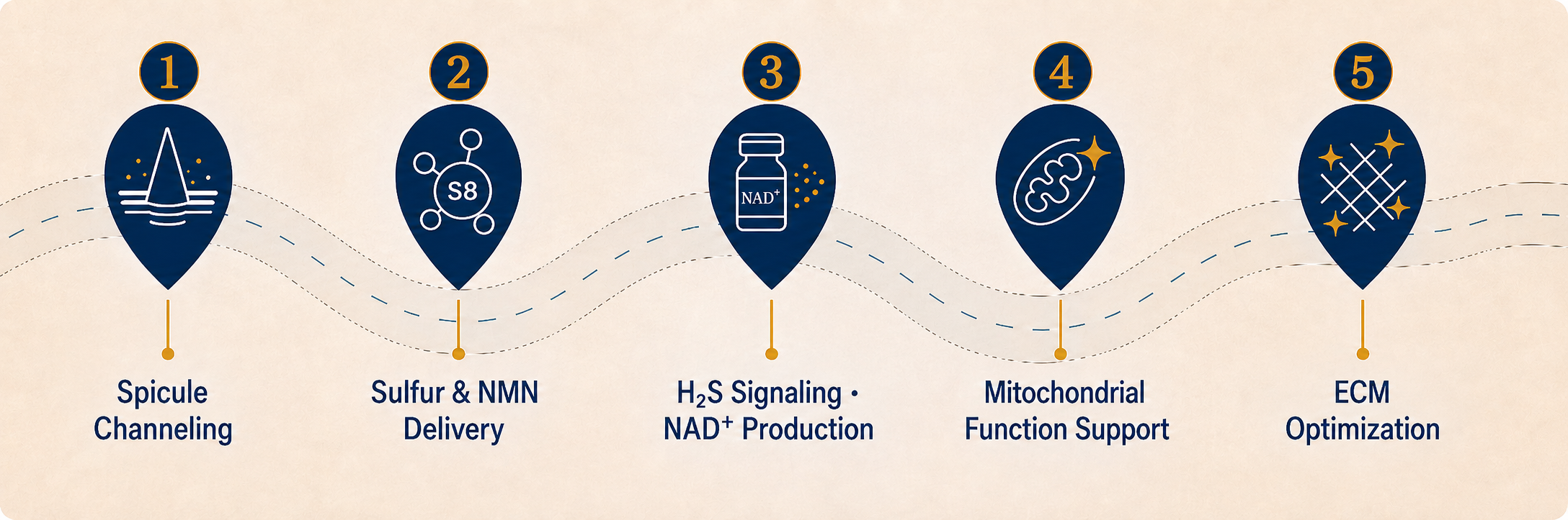 Five-stage SULPIQ process: spicule channeling, sulfur and NMN delivery, H2S signaling and NAD+ production, mitochondrial function support, and ECM optimization